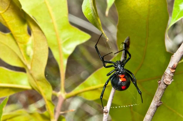 Boy, 9, found dead propped on sofa surrounded by black widow spiders and bottles of urine