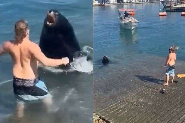 Man tries to fight huge sea lion after squaring up to beast goes horribly wrong