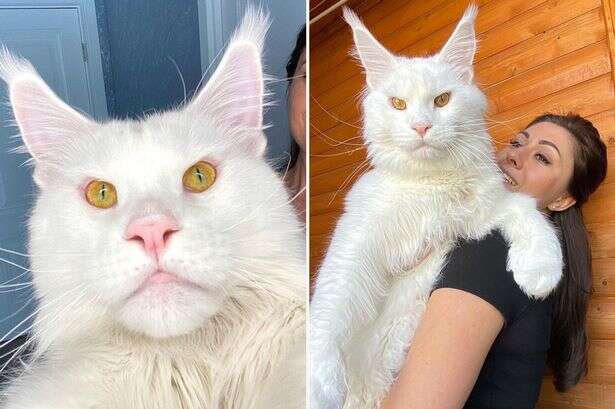 World's biggest cat' mistaken for a dog as it stands as tall as a two-year-old child