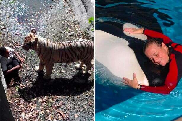 Horror last moments caught on camera from tiger mauling to Sea World scalping