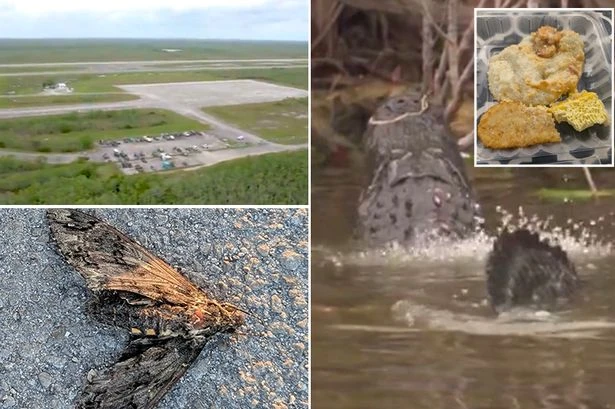 'Alligator Alcatraz' officer shares 'inhumane' conditions at mad 3,000-bed detention centre