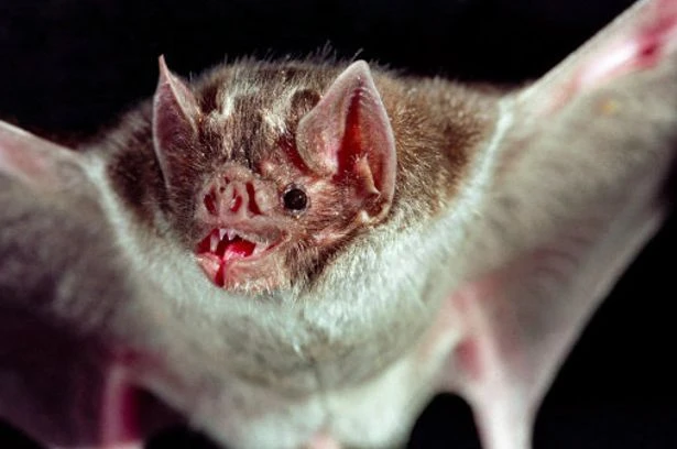 Horror as boy, 11, died from rabies after waking up with bat in his mouth