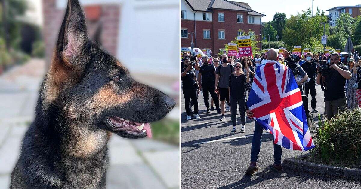 Police dog heartbreakingly forced to retire after Southport far-right riots