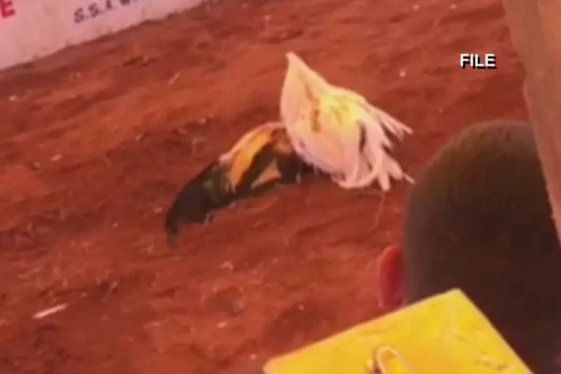 Inside illegal 'razor-blade' cockfighting ring found close to legendary brothel