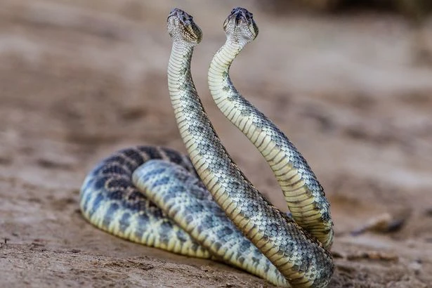 World Cup stars handed warning over lethal 'snake zone' infesting training camp