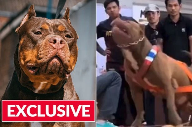 'Toxic' XL bully weight pulling contest slammed as 'men use dogs to project strength'
