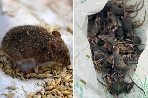 Woman wakes up to mouse chewing her eyeball as shocking rodent plague rages on