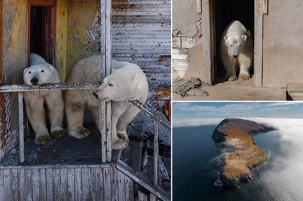 Polar bears take over Soviet-era weather station before launching 'attack on world'