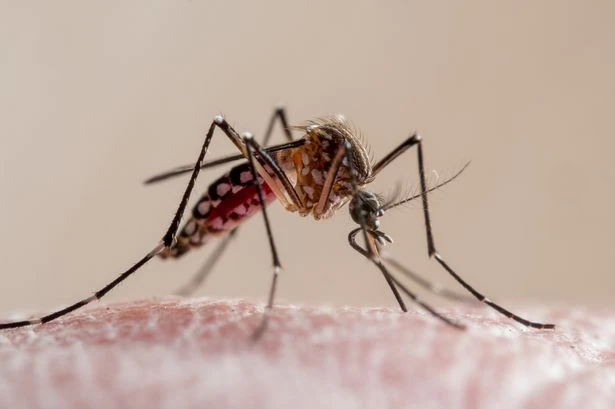 Brits issued warning over deadly mosquito viruses surging in holiday hotspots