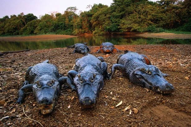 Plane crash leaves 5 survivors surrounded by caimans and anaconda in deadly swamp
