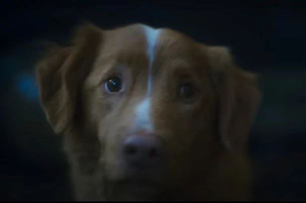 'Unnerving' dog horror Good Boy 'makes film fans riot' over gut-wrenching scene