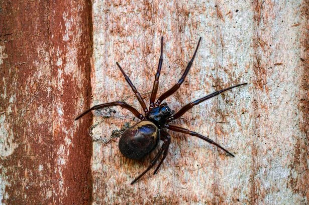 Brits urged to clean their windows to stop invasion of false widow spiders