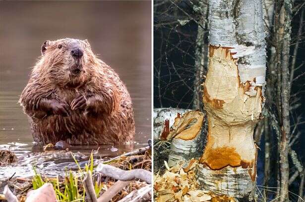 Missing beavers on the loose as public warned over key signs to look out for