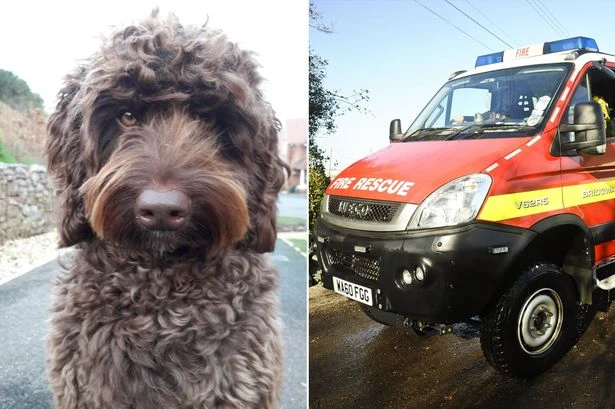 Adorable 'defusing' therapy dog helps save young woman from jumping off bridge