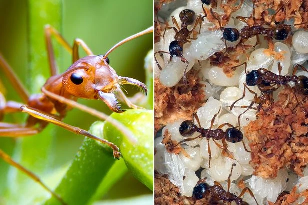 Warning over fears 'aggressive' and potentially fatal ants could invade UK