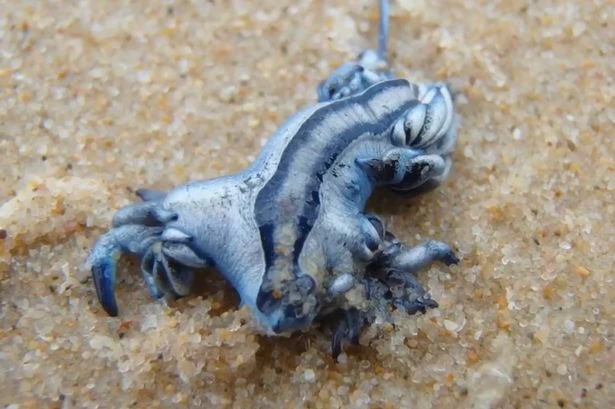 Brits warned as stretch of Costa Blanca coast shut after deadly sea creature invasion