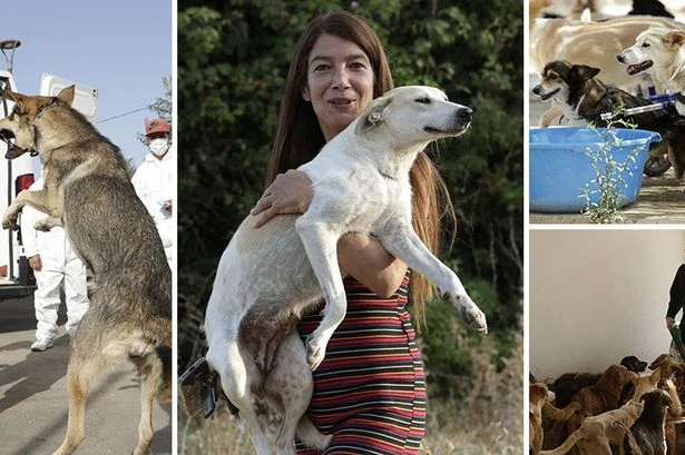 Three million Moroccan dogs to be slaughtered in 'true cost of 2030 World Cup'