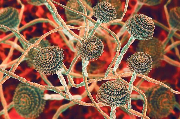 Superbug fungus that could eat you from the inside out is spreading fast and could soon reach UK