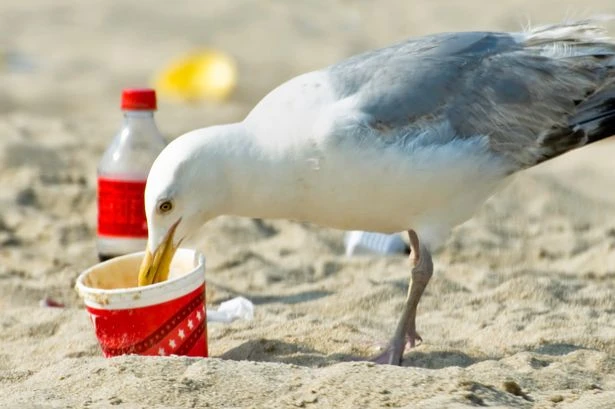 Boozed-up Brit seagulls are necking leftover pints and picking fights with binmen