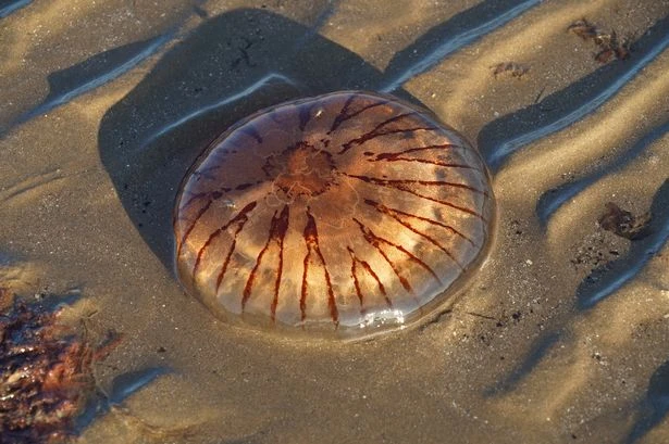 Invasion of giant ‘alien’ jellyfish as multiple wash up on British beach