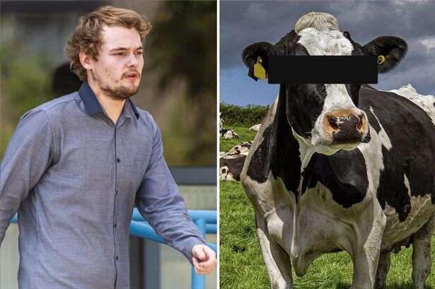 Farmers reveal how they caught perv bonking cow before getting 'trampled' by its pals