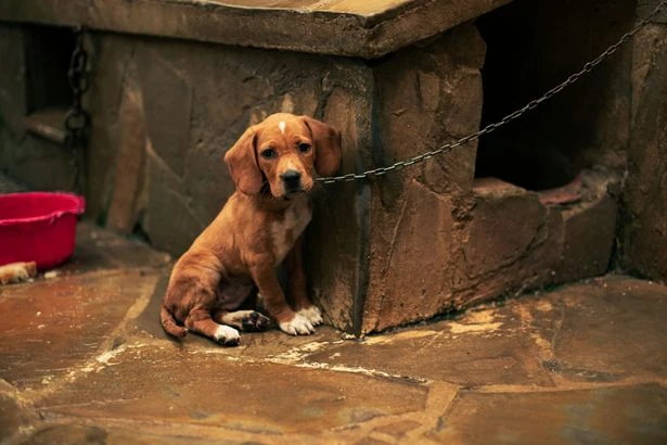 You could be fined £5,000 for burying a pet in the garden if you don't follow rules
