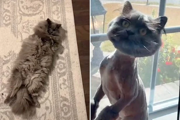 Woman convinced groomer gave her wrong cat after returning home with 'drowned rat'