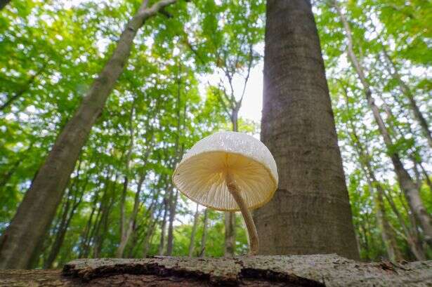 Britain hit by an invasion of killer mushrooms as people poisoned and hospitalised