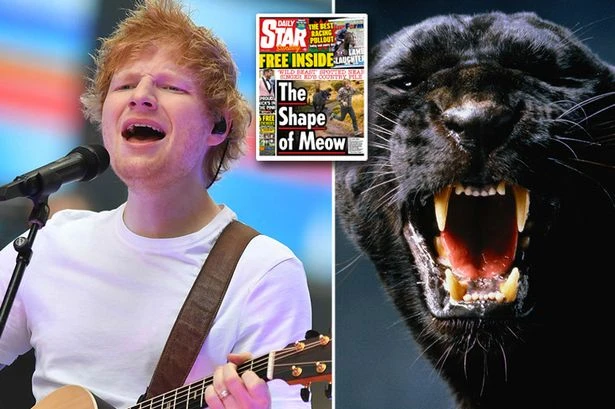 'Panther-like' cat seen roaming near Ed Sheeran's mansion sparks fears beast on the loose