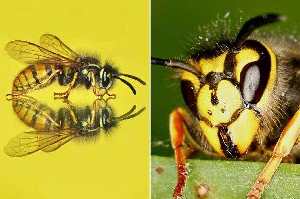 We should hug fearsome wasps as they have 'important role' as 'pest controllers'