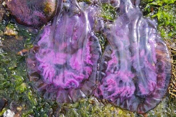 Chilling reason thousands of glow in the dark jellyfish washed up on Brit beach