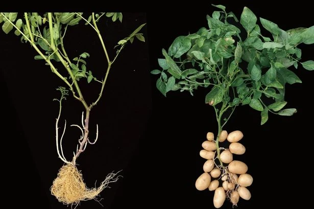 Modern potatoes evolved from tomatoes as scientists finally solve age-old 'mystery'