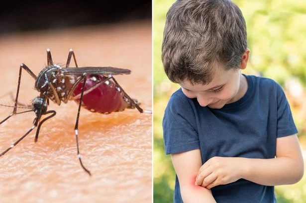 Attack of the killer mosquitos as deadly bugs invade UK 'and could be active for longer'