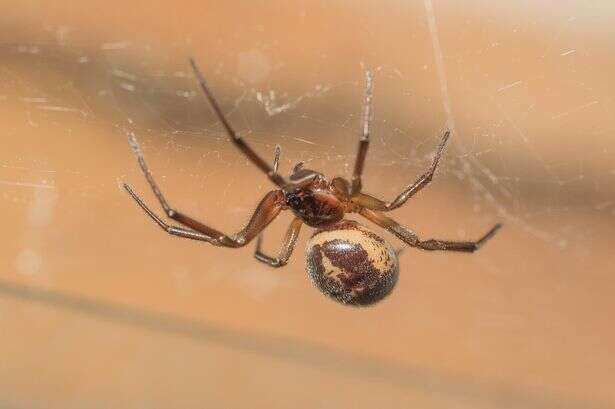 Five things in your home 'are attracting spiders' say experts - how to keep them away