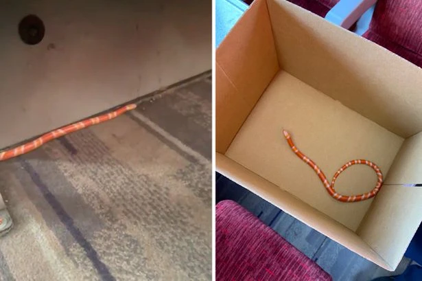 Train passengers' horror as bright orange snake seen slithering down packed carriage