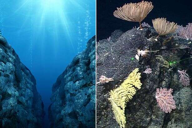 Scientist detect a new sound omitting from the deepest trench in the ocean