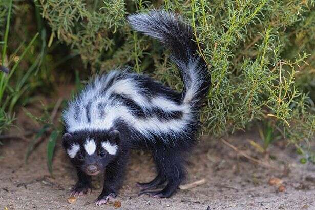 Drunk as a skunk! Animals love boozing as much as humans