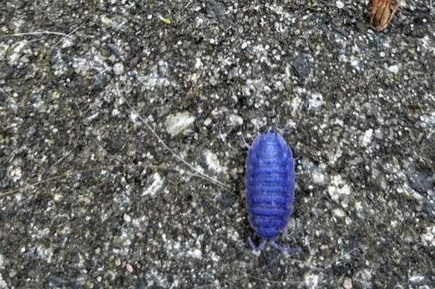 Stunning 'blue woodlouse' spotted in wild – but there's tragic reason for colour change