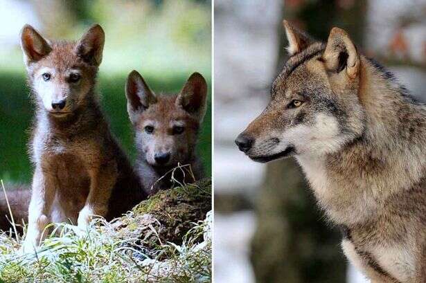 Scotland to become overrun with wolves as experts look to solve huge problem