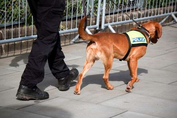 Police dogs should be banned to stop them being hurt after riot injuries, say campaigners