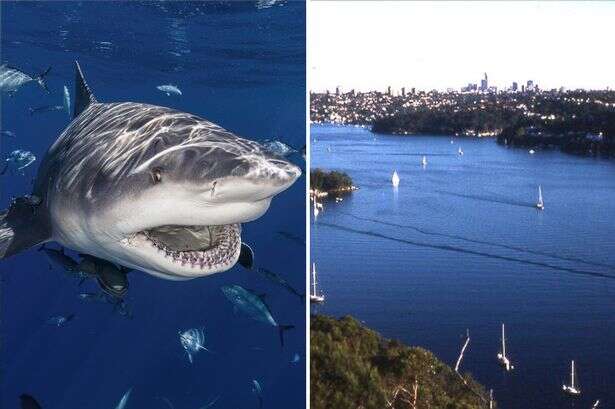 Shark bit woman clean in two in front of friends – only top half was recognisable