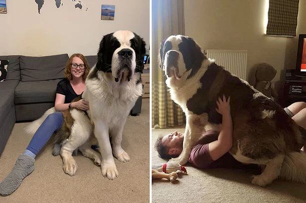 Giant 12st dog Hercules' astronomical vet bills as family say he needs 'urgent help'