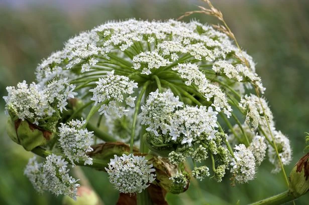 Urgent warning over 'UK's most dangerous plant' thanks to weather