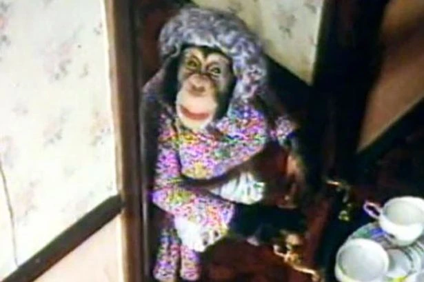Tragic life of last PG Tips chimp from poaching injuries to heartbreaking death
