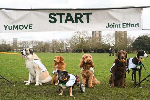 World's fastest vet sets up first-ever all dog relay race with a surprising outcome