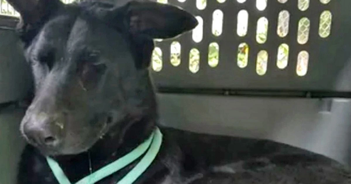 Street dog's 'remarkable' transformation six months after being 'saved' by loving owner