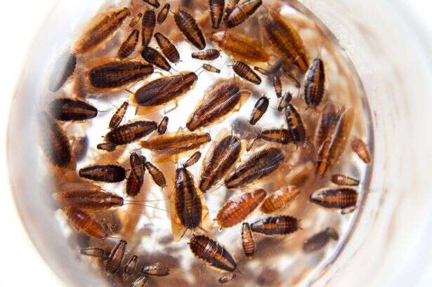 German cockroaches are invading Brit homes with 'no way' of ever getting rid of them