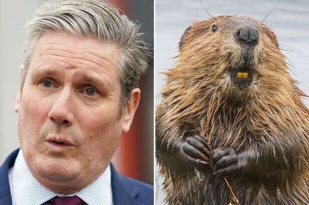 Kier Starmer gives beavers green light to return to the wild in dam fine u-turn