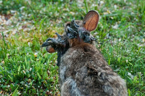 Mutant zombie rabbits with horns could spread across the world sparking evolution fears
