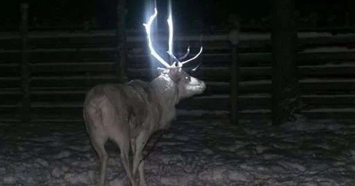 People are only just realising some reindeer have antlers that glow in the dark